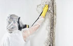 Best Asbestos and Lead Testing During Mold Inspection  in Stockton, KS